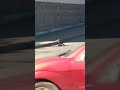 Hawk Kills a Crow