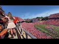Clemson Football Experience vs Florida State 2023 (Live Crowd Atmosphere)