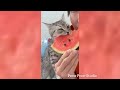 Try Not to Laugh 2024😁 New Funny Dog and Cat Video 😹🐶 Part 24