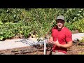 Summer Pruning for Young Fruit Trees