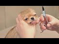 Smallest chihuahua!? She is so friendly!(Chihuahua Grooming)