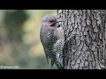 5 Interesting and Fun Facts About the Unusual Northern Flicker