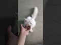 cat sleeping video| cat masty video|  cat eating video