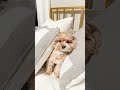 Ain’t going anywhere #homestyling #bedroom #diy #homestyling #cutepuppy  #funnydogs