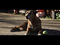 Cinematic Video | Samsung Galaxy s23 Ultra Mode | Man's Best Friend | Labrador Brindle Dog