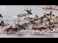 Tundra Wolf Packs Hunt Migrating Caribou | Newfoundland Wolf | Nature Documentary | Canada Wild 🇨🇦