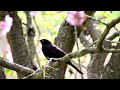 Blackbird solo concert | Bird Sounds 🎤🦆