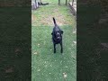 compilation of catching and playing ball, of a beautiful lab   #animals,#dog#happydog