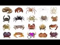 🦀 Different Types Of Crab | Species Of Crab | PART 1
