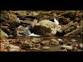 10-hour River Ambience • Relaxing Water Sound • 4K nature white noise study focus relax baby sleep