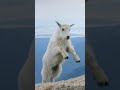 Mountain Goats | NATURE Shorts | PBS