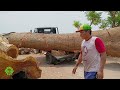 Sultan bikin viral !! beli kayu trembesi monster 2Milyar digergaji bahan papan I Sawmill