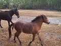 Ponies  Running After Rain