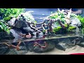 💚 Huge Natural 4ft Aqua Terrarium / Paludarium / Planted Tank: Rehoming Pancho My Axolotl (How To)