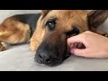 German Shepherd Loves the Attention of Its Human Mom