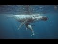 WHALE SOUNDS | Deep Underwater Sounds | Healing Songs for Sleeping and Relaxing