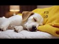 10 HOURS of Dog Calming Music For Dogs🎵🐶Anti Separation Anxiety Relief🐶💖dog relaxation🎵Healing Music