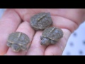 Baby Turtles Hatching