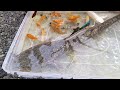 Unboxing Ikan Cupang, Ikan Koki, Ikan Lele Jumbo, Ikan Hias, Ikan Channa, Ikan Memphis, Glofish