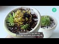 How and When to Water Succulents for Beginners | Succulent Tips for Beginners