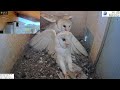 Crazy!!!!! Wild kestrel attacks barn owls pair inside nest and is lucky she escapes with her life!