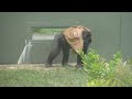 Gorilla Siblings That Get Along Too Well | The Shabani Family