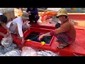 BÃI GIÁ Ngư Dân Đánh Được Cá Giang Xuất Khẩu 920k/kg | Kênh Bà Con Chuyên Nghề Lưới