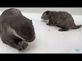 The Adult Otter Got Really Mad at The Baby!