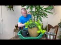 Underplanting With Indoor Plants | Houseplant Tips & Tricks Ep. 22