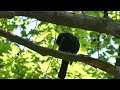 Amsel Gesang 🌞 Waldgeräusche mit Vögel zur Entspannung 🌞 Vögel singen im Frühling