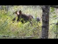 Moose in East Washington
