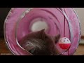 Cute Baby Animals - Healing Music, Eliminate Stress, Release of Melatonin With Soft Gentle Music