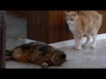 Bobby Cats and Friends.Episode 3.Buki.Part1