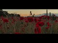 Stunning Poppy field at Sunset (Drone Footage)