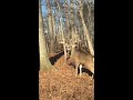 Unbelievably Close to a HUGE Whitetail Buck!