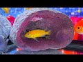 Colorful egg fish surprise, asmr slime, koi, snake, goldfish, shark, catfish, dragon, paints, turtle