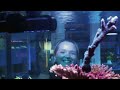 One Of USA's Best Saltwater Aquarium Stores: A Reef Creation (ARC)