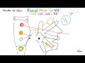 Facial Nerve - 7th Cranial Nerve 7 (CN VII), Chorda tympani, Submandibular Ganglion - Neuroanatomy