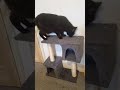 Pretty Black Cat gets a new cat tree she scent marks then decides she is not impressed jumps down