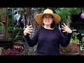Top 10 Best Plants To Attract Hummingbirds with Sarah