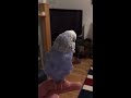 Bertie the talking budgie.