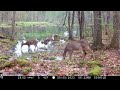 Spring Trail Cam Videos