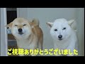 Are the Shiba Inu dogs only worried about food?