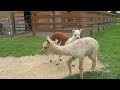 Baby alpacas (crias) playing at StoneBridge Farm