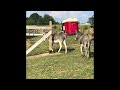 Are donkeys stubborn or just smart?