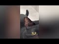 Try Not To Laugh 🤣 New Funny Cats  And Dog Video 😹 - MeowFunny Part 4