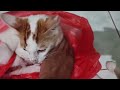 Cute White Cat Still Playing and Trap in Red Plastic