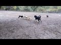 6 months gsd puppy along a bunch of dogs chasing a 