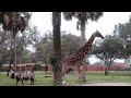 Disney's Animal Kingdom Lodge - Kidani Village Resort Tour | Walt Disney World Resorts