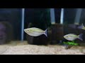 New Rare Rainbowfish in the Fish Room - Dans Fish Unboxing